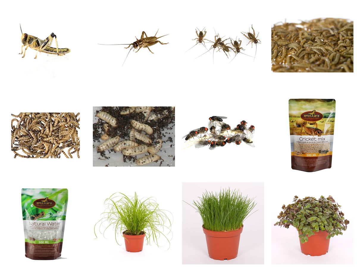 Futterinsekten, Futterpflanzen und Zubehör aus unserem Sortiment