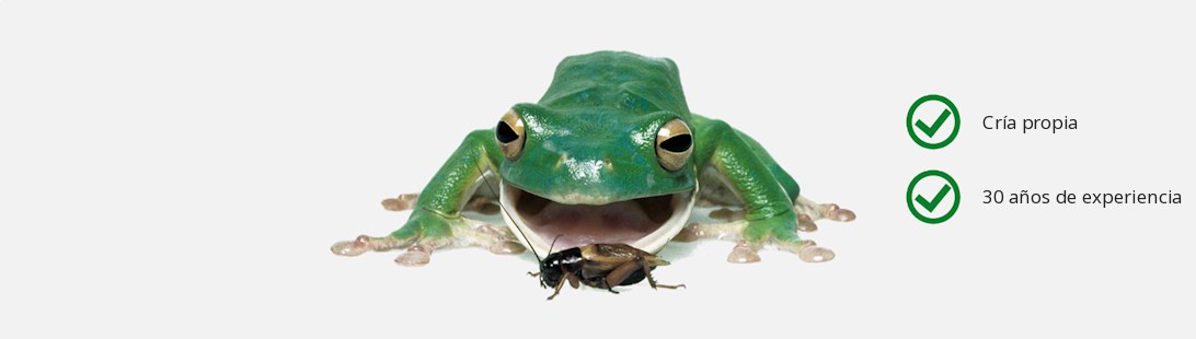 Laubfrosch mit Heimchen · Eigene Zucht · 30 Jahre Erfahrung