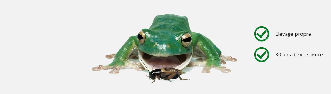 Laubfrosch mit Heimchen · Eigene Zucht · 30 Jahre Erfahrung
